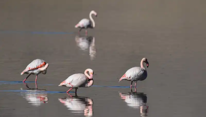 Kuş Cennetinde Gözlemlenen Flamingo Sayısında Şok Düşüş!