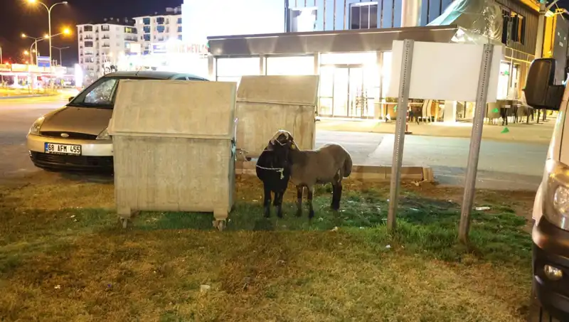 Mor Karaman Koyunları Yolda Kaldı: Abandondan Sahiplenmeye Uzanan Bir Hikaye