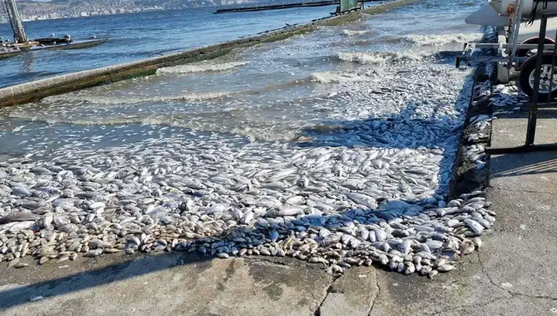 İzmir Körfezi’nde Doğal Yaşamı Koruma Projesi Başladı!