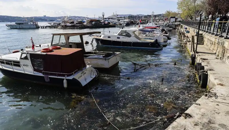 İstanbul'da Müsilaj Tehdidi: Etrafı Sarmalayan Deniz Salyası Rahatsız Ediyor