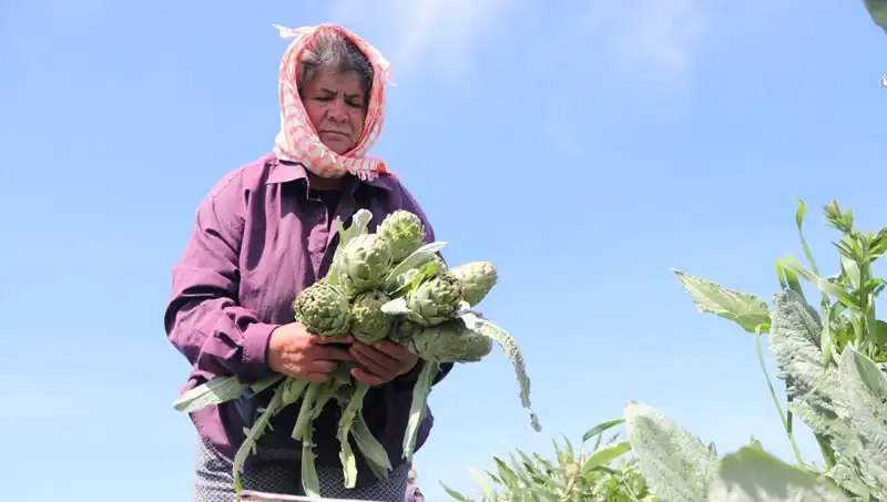 Tarladan Sofralara: Tezgahta 50 TL'ye Satılan Ürünler