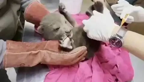 Karabük'te Yavru Bozayı Bulundu: Doğanın Korunması İçin Yeni Bir Fırsat