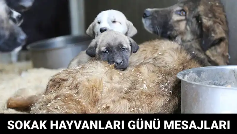 Dünya Sokak Hayvanları Günü: Sevimli Canlara Duyduğumuz Sorumluluk