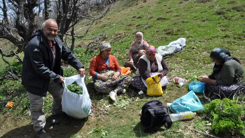 Düzce'de Yüzyıllık Geleneği Yaşatıyorlar: Yüzlerce Aile Koleksiyoncu Oluyor
