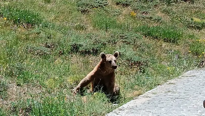 Nemrut Dağı'na Gidenlere Kritik Uyarı: Boza İçerken Dikkat Edin!
