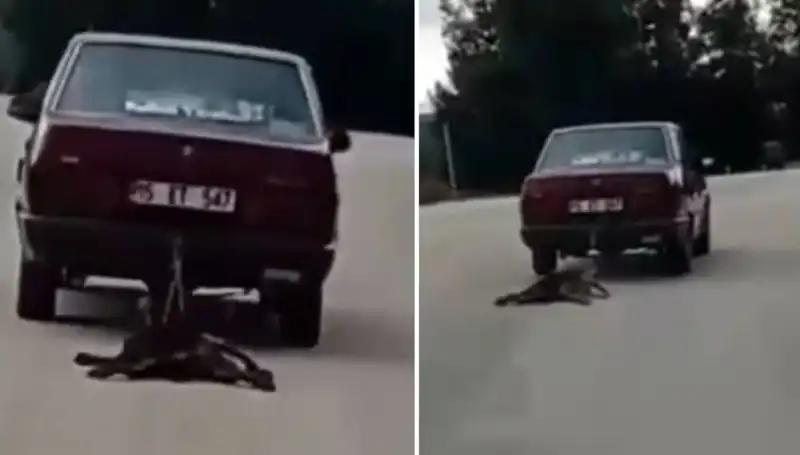 Otomobilin Arkasında Savaş: Köpeği Sürükleyen İnanılmaz Olay