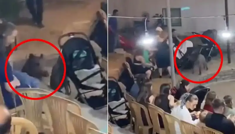 Düğün Kutlamasına Giren Yaban Domuzu, Davetlileri Korkuttu!