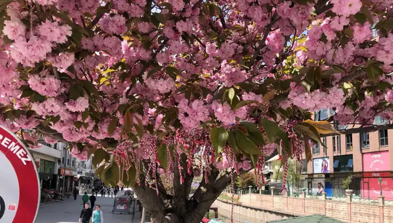 Süs Erik Ağacına Martenitsa Bağlandı: Geleneksel Ritüelin Anlamı