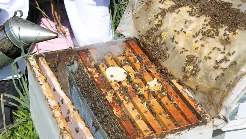 Yurt Dışına Bal İhraç Eden Genç Arıcının Başarı Hikayesi