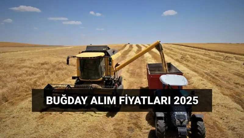Hububat Alım Ücretleri Ne Zaman Yatacak? TMO Fiyatları!