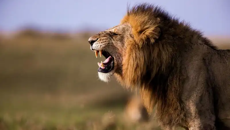 Aslan Saldırısında Hayatını Kaybeden Genç Kızın Üzücü Hikayesi