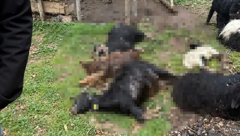 Sahipsiz Köpeklerin Saldırısı: 18 Keçinin Hayatına Mal Oldu