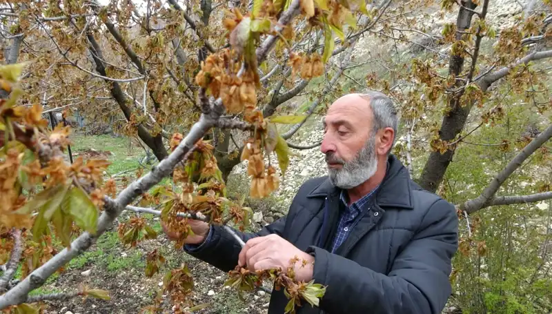Zirai Don Felaketi: Albastı Kirazında Üreticilerin Aldığı Sert Darbe!