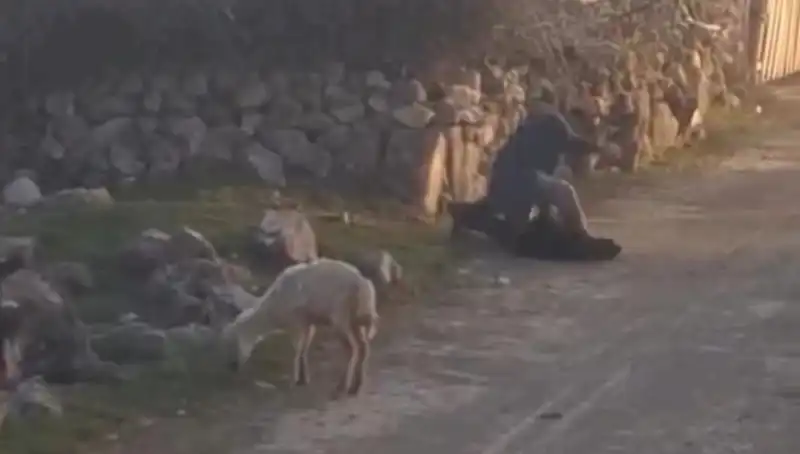 Koyuna Eziyet Eden Şahıs Gözaltına Alındı: Hayvan Hakları İle İlgili Tepkiler Büyüyor