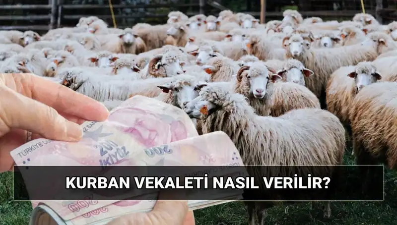 Vekaletle Kurban Kesimi: Diyanet'ten 2025 Tutarları ve Süreç Rehberi