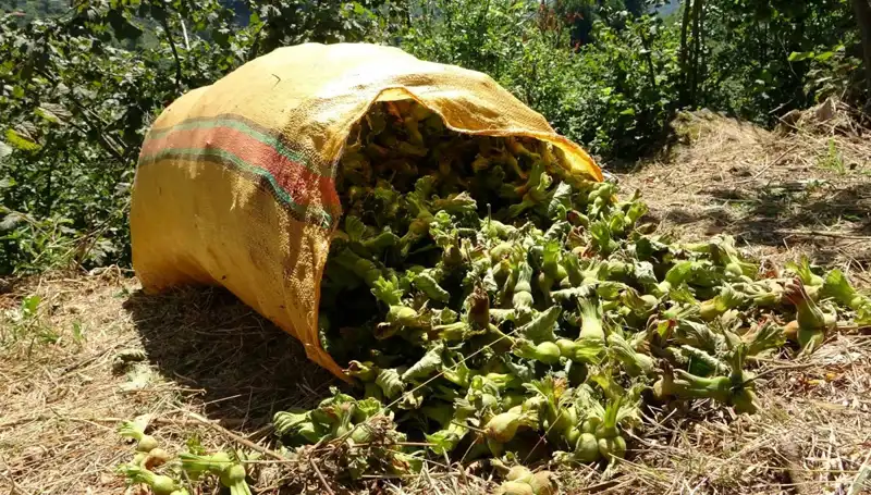 Fındık Hasadı Giresun’da Başladı: Üreticiler Umutlu Beklentiler İçinde